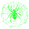 Kreuzspinne