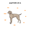 Weimaran anatomie chien cadeau