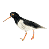 Oystercatcher