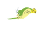 Budgie