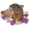 Capybara
