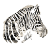 Zebra Herd Wildlife