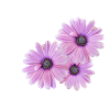 3 fleurs