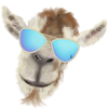 Casual goat head with sunglasses
