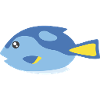 Surgeonfish