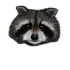 Raccoon Whisperer & Whisperer