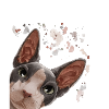 Curious Sphynx Cat