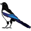 Magpie / Eurasian Magpie Design 3