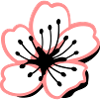 Sakura cherry blossom