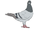 Pigeon Whisperer