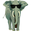 Elephant with sunglass