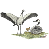 Crane family with chicks