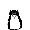 Cat cats