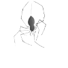 Spinne