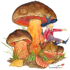 Scented nose on bolete
