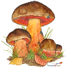 Scarletina bolete
