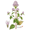 Water mint