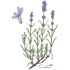 lavender