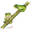 Tree frog