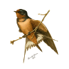Rauchschwalbe - Rauchschwalbenschwalbenvogel