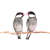 Two kissing rice birds