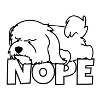 Nope Maltese dog