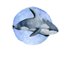 Orca predator fish