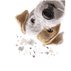 Curious Parson Russell Terrier Dog