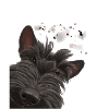 Curious Scottish Terrier Dog
