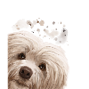 Curious Havanese Dog
