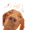 Curious Hungarian Vizsla Dog