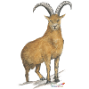 Steinbock