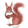 Squirrel