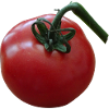 tomate tomate