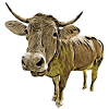 Vache drôle
