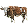 cow