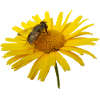 Hoverflies are also useful insects