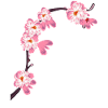 Sakura Fest Cherry Blossoms Cherry Blossoms Japanese