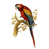 Papegaai Vogel Illustratie Parrot Ara Arara Macao