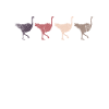 Ostrich zoo