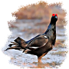Black grouse