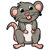 rat