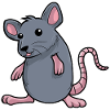 mouse