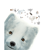 Curious Arctic Fox