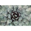 Succulentes