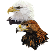 Eagles