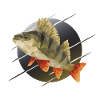 Perch fishing