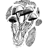 Mushrooms and geometry