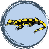 Fire Salamander / Fire Salamander II