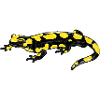 Fire Salamander I